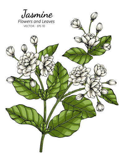 手绘茉莉花插图与线条艺术。
