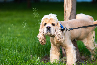 带项圈的美国可卡犬在树上撒尿