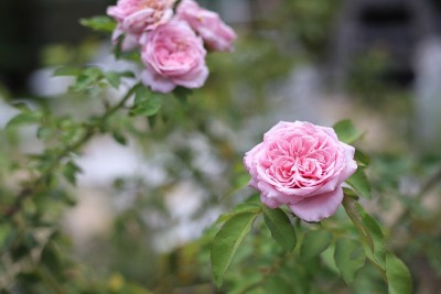 花园里的粉红玫瑰