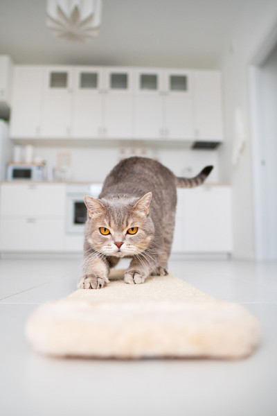 苏格兰猫用抓桩