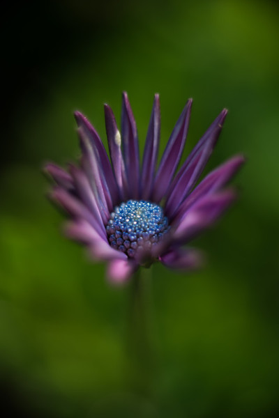 雏菊花