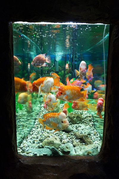 水下世界。明亮的异国情调的热带珊瑚鱼在红海的人工环境水族馆与珊瑚和藻类水生植物