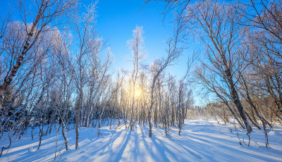 冬季阳光明媚的风景-雪景森林和真正的阳光。未被触及的雪闪闪发光。树木在雪地上投下长长的影子。在大自然