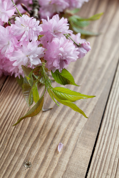 樱花