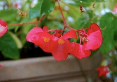 窗台上的花盆箱