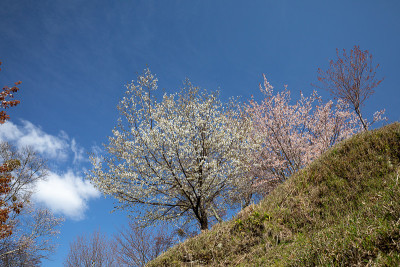 吉野山的樱花