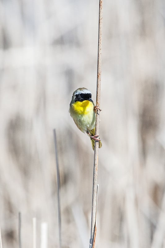 常见Yellowthroat