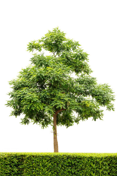 孤立在白色背景上的印度栓皮栎，用于设计、广告和建筑