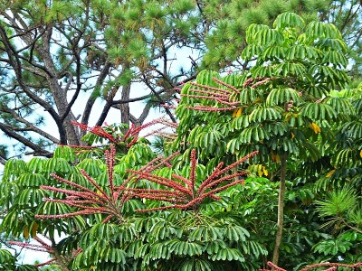 昆士兰伞树(Schefflera actinophylla)的红色穗状花生长在佛罗里达