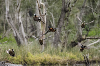 Chestnut Teal, Durras Lake，新南威尔士州，2021年5月