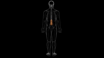 人体骨骼脊柱腰椎解剖3D