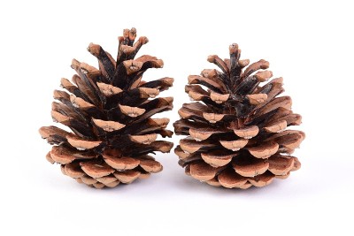 Close-up Two Pine Cones