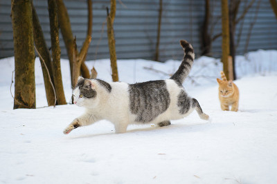 小猫和小猫在雪地里奔跑