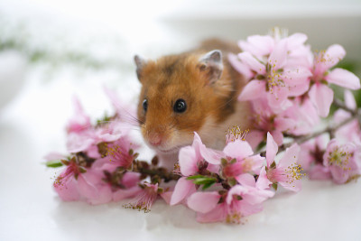 仓鼠和鲜花