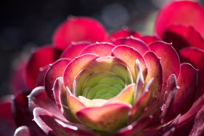 背光在黑暗的aeonium