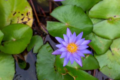 美丽的莲花