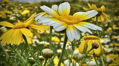 阳光下的冠雏菊/冠花-特写