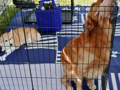 板条箱里的金毛寻回犬，等待收养