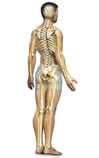 3d rendered medically accurate illustration of the
