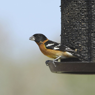 黑头鸟(雄性)(pheucticus melanocephalus)