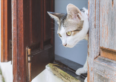 一只猫在窗户上，看着窗外。