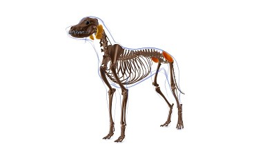 臀中肌狗肌肉解剖医学概念3D