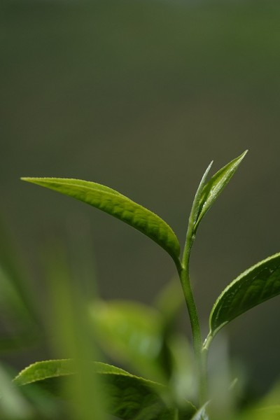 高原的绿茶嫩芽和嫩叶