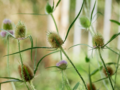 野草花
