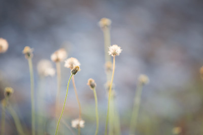 花的
