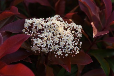 红知更鸟(日本石楠)花