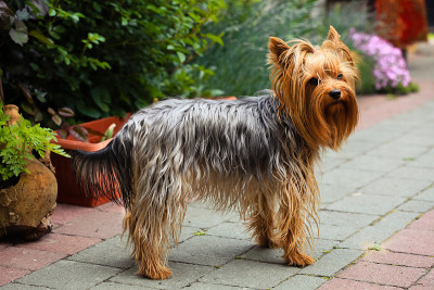 约克郡犬