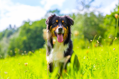 色彩斑斓的澳大利亚牧羊犬肖像