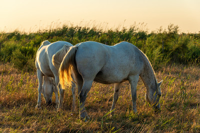 日出的马在法国的camargue