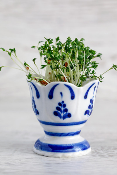 豆瓣菜发芽沙拉