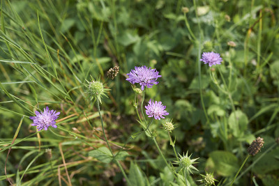 Knautia maxima