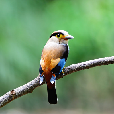 女性Silver-breasted Broadbill