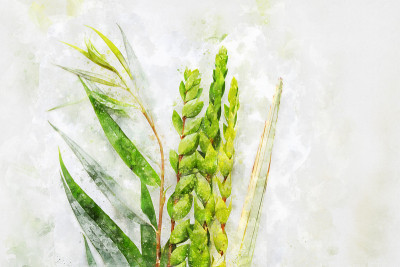犹太住棚节的水彩画风格和抽象形象。传统符号(四种):Etrog, lulav, hadas, ara