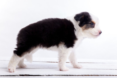 边境牧羊犬的小狗