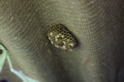 维斯皮里