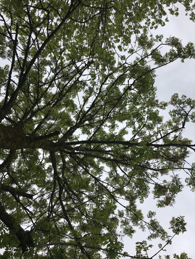 白蜡(Fraxinus excelsior)树- 2018年5月