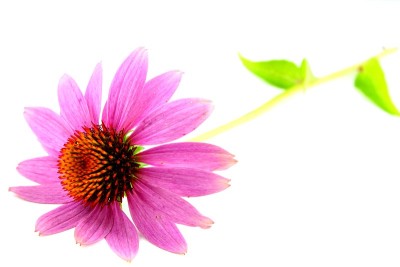 孤立的紫色松果花(紫锥菊)