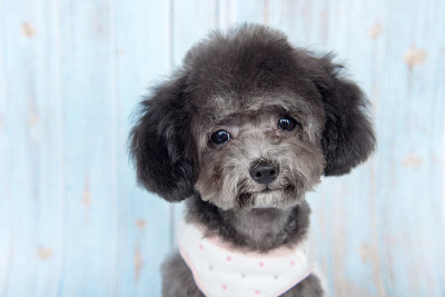 玩具贵宾犬