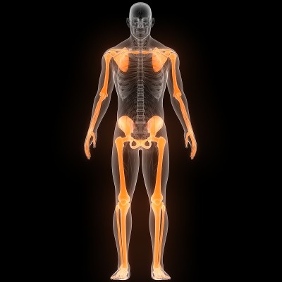 人体骨骼系统阑尾骨骼解剖学