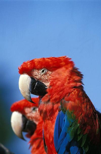 Red-and-Green Macaw, ara chloroptera, Pair