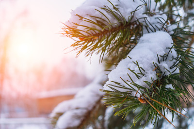 白雪覆盖的松枝在冬日早晨的阳光的照射下合上了