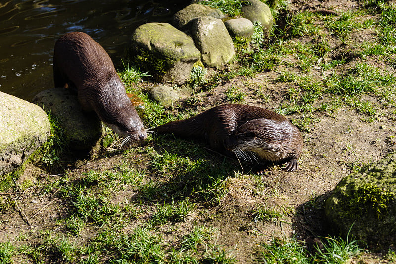 Wildpark黑山