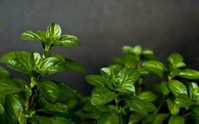 薄荷