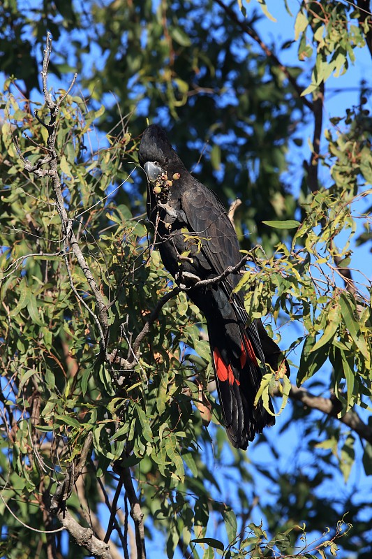 澳大利亚昆士兰红尾黑凤头鹦鹉(Calyptorhynchus banksii