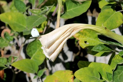 美丽的小白蝴蝶在野旋花或卷花上部分开放白色的花开始绽放