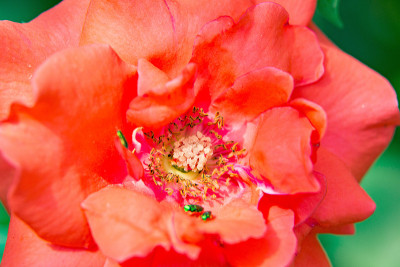 玫瑰花